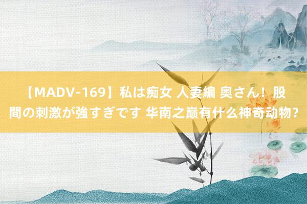 【MADV-169】私は痴女 人妻編 奥さん！股間の刺激が強すぎです 华南之巅有什么神奇动物？